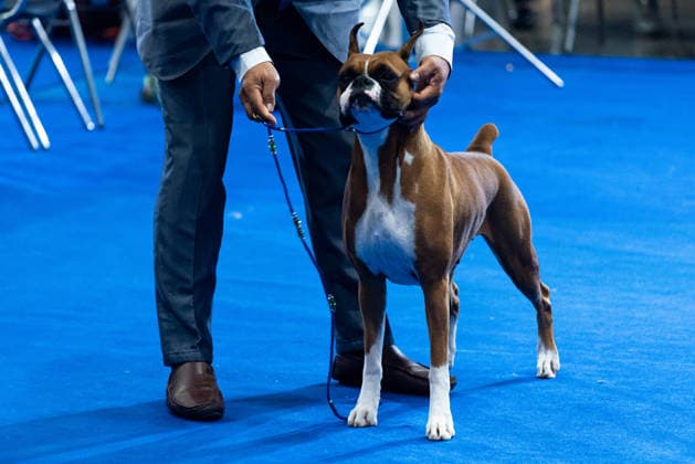 Thailand International Dog Show 2026 in Bangkok, Thailand - 26 Jun 2026 A Boxer dog seen during the dog show in the Thailand International Dog Show 2026 at Impact Muang Thong. Bangkok Thailand Copyright: xPeeraponxBoonyakiatx xSOPAxImagesx Dog Show 2026-10