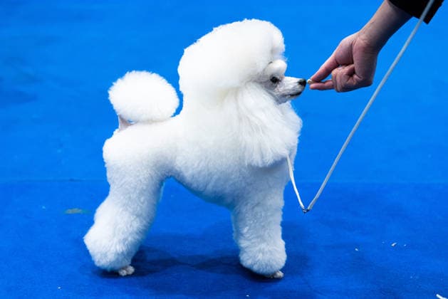 Thailand International Dog Show 2026 in Bangkok, Thailand - 26 Jun 2026 A Poodle dog seen during the dog show in the Thailand International Dog Show 2026 at Impact Muang Thong. Bangkok Thailand Copyright: xPeeraponxBoonyakiatx xSOPAxImagesx Dog Show 2026-11