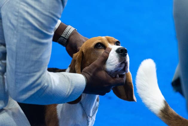 Thailand International Dog Show 2026 in Bangkok, Thailand - 26 Jun 2026 A Beagle dog seen during the dog show in the Thailand International Dog Show 2026 at Impact Muang Thong. Bangkok Thailand Copyright: xPeeraponxBoonyakiatx xSOPAxImagesx Dog Show 2026-15