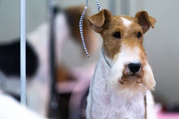 Thailand International Dog Show 2026 in Bangkok, Thailand - 26 Jun 2026 A Wire Fox Terrier dog seen during the Thailand International Dog Show 2026 at Impact Muang Thong. Bangkok Thailand Copyright: xPeeraponxBoonyakiatx xSOPAxImagesx Dog Show 2026-16