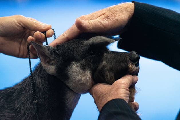 Thailand International Dog Show 2026 in Bangkok, Thailand - 26 Jun 2026 A judge reviews a Schnauzer dog during the dog show in the Thailand International Dog Show 2026 at Impact Muang Thong. Bangkok Thailand Copyright: xPeeraponxBoonyakiatx xSOPAxImagesx Dog Show 2026-18