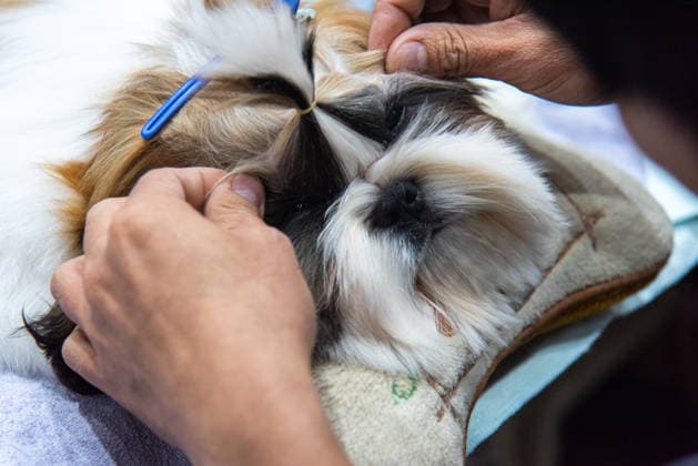 June 26, 2026, Bangkok, Thailand: A competitor prepares a Shih Tzu dog during the Thailand International Dog Show 2026 at Impact Muang Thong. Bangkok Thailand - ZUMAs197 20260626_aaa_s197_034 Copyright: xPeeraponxBoonyakiatx