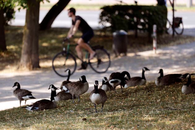 Kanadagänse haben sich im Schatten der Bäume versammelt, um der Hitze am Aachener Weiher auszuharren. Laut einer Messstation des Deutschen Wetterdienst DWD fiel am heutigen Freitag der deutsche Hitze-Rekord, es war mit 41,3 Grad im Saarland so heiß wie noch nie in Deutschland seit Beginn der Wetteraufzeichnungen. (Themenbild, Symbolbild) Köln, 26.06.2026 NRW Deutschland *** Canada geese have gathered in the shade of the trees to escape the heat at the Aachener Weiher. According to a measuring station operated by the German Weather Service (DWD), the German heat record was broken today, Friday, with a temperature of 41.3 degrees in Saarland—the hottest it has ever been in Germany since weather records began. Featured image, stock photo: Copyright: xChristophxHardtx