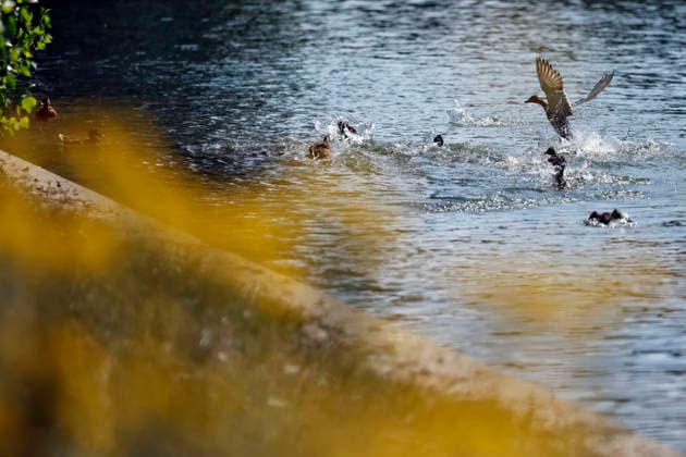 Junge Enten planschen bei hohen Temperaturen im Aachener Weiher. Laut einer Messstation des Deutschen Wetterdienst DWD fiel am heutigen Freitag der deutsche Hitze-Rekord, es war mit 41,3 Grad im Saarland so heiß wie noch nie in Deutschland seit Beginn der Wetteraufzeichnungen. (Themenbild, Symbolbild) Köln, 26.06.2026 NRW Deutschland *** Young ducks splash around in the Aachener Weiher amid high temperatures. According to a measuring station operated by the German Weather Service (DWD), the German heat record was broken today, Friday, with a temperature of 41.3 degrees in Saarland—the hottest it has ever been in Germany since weather records began. Featured image, stock photo: Cologne, June 26, 2026, North Rhine-Westphalia, Germany Copyright: xChristophxHardtx
