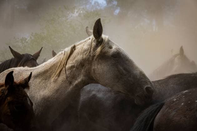 The traditional Saca de las Yeguas (Gathering of the Mares) in Almonte EL ROCÃO, SPAIN - JUNE 27: Today the traditional Saca de las Yeguas took place, where 1,600 mares and foals were driven in different tropas (groups) until their arrival in Almonte. This tradition has more than five centuries of roots, being one of the most significant events on the calendar in the province of Huelva. During the route, the yegüerizos can be seen driving the mares amid clouds of dust through the marshes and the Donana Natural Park until reaching the town of Almonte. El Rocio Spain Copyright: x xSamuelxVegax xJNAxPressx