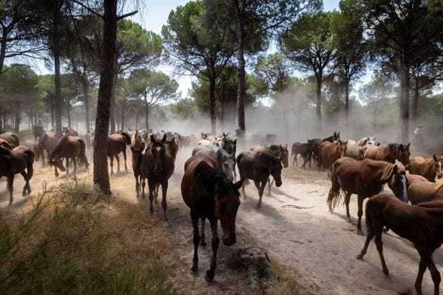 The traditional Saca de las Yeguas (Gathering of the Mares) in Almonte EL ROCÃO, SPAIN - JUNE 27: Today the traditional Saca de las Yeguas took place, where 1,600 mares and foals were driven in different tropas (groups) until their arrival in Almonte. This tradition has more than five centuries of roots, being one of the most significant events on the calendar in the province of Huelva. During the route, the yegüerizos can be seen driving the mares amid clouds of dust through the marshes and the Donana Natural Park until reaching the town of Almonte. El Rocio Spain Copyright: x xSamuelxVegax xJNAxPressx