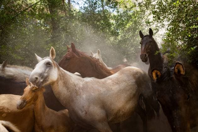 The traditional Saca de las Yeguas (Gathering of the Mares) in Almonte EL ROCÃO, SPAIN - JUNE 27: Today the traditional Saca de las Yeguas took place, where 1,600 mares and foals were driven in different tropas (groups) until their arrival in Almonte. This tradition has more than five centuries of roots, being one of the most significant events on the calendar in the province of Huelva. During the route, the yegüerizos can be seen driving the mares amid clouds of dust through the marshes and the Donana Natural Park until reaching the town of Almonte. El Rocio Spain Copyright: x xSamuelxVegax xJNAxPressx