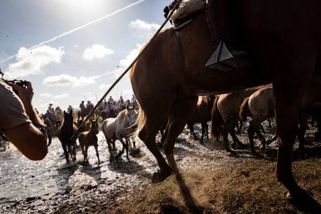 The traditional Saca de las Yeguas (Gathering of the Mares) in Almonte EL ROCÃO, SPAIN - JUNE 27: Today the traditional Saca de las Yeguas took place, where 1,600 mares and foals were driven in different tropas (groups) until their arrival in Almonte. This tradition has more than five centuries of roots, being one of the most significant events on the calendar in the province of Huelva. During the route, the yegüerizos can be seen driving the mares amid clouds of dust through the marshes and the Donana Natural Park until reaching the town of Almonte. El Rocio Spain Copyright: x xSamuelxVegax xJNAxPressx