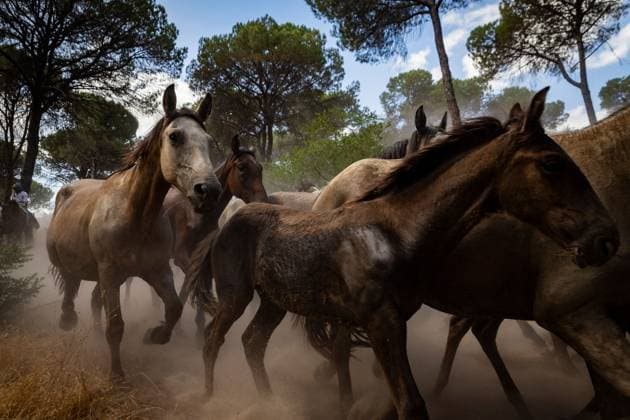 The traditional Saca de las Yeguas (Gathering of the Mares) in Almonte EL ROCÃO, SPAIN - JUNE 27: Today the traditional Saca de las Yeguas took place, where 1,600 mares and foals were driven in different tropas (groups) until their arrival in Almonte. This tradition has more than five centuries of roots, being one of the most significant events on the calendar in the province of Huelva. During the route, the yegüerizos can be seen driving the mares amid clouds of dust through the marshes and the Donana Natural Park until reaching the town of Almonte. El Rocio Spain Copyright: x xSamuelxVegax xJNAxPressx