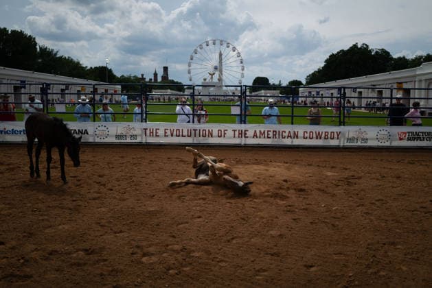 June 26, 2026, Washington, District Of Columbia, USA: A foal rolls on the ground before a rodeo during the Great American State Fair on the National Mall in Washington, D.C. on June 26, 2026. Rodeo 250, produced by Cervi Rodeo Company, is one of numerous events during the 16-day fair, celebrating the 250th anniversary of the United States of America. Washington USA - ZUMAd227 20260626_znp_d227_008 Copyright: xBryanxDozierx