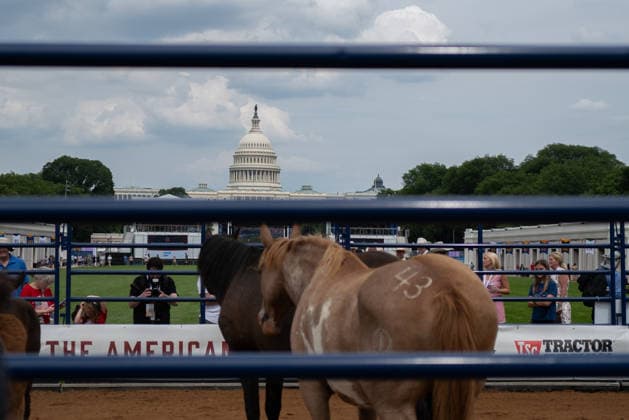 June 26, 2026, Washington, District Of Columbia, USA: The number 43 is seen on a horse before a rodeo during the Great American State Fair on the National Mall in Washington, D.C. on June 26, 2026. Rodeo 250, produced by Cervi Rodeo Company, is one of numerous events during the 16-day fair, celebrating the 250th anniversary of the United States of America. Washington USA - ZUMAd227 20260626_znp_d227_010 Copyright: xBryanxDozierx