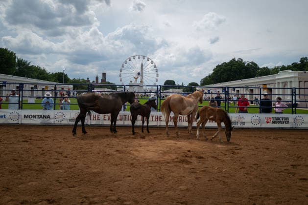 June 26, 2026, Washington, District Of Columbia, USA: Horses gather before a rodeo during the Great American State Fair on the National Mall in Washington, D.C. on June 26, 2026. Rodeo 250, produced by Cervi Rodeo Company, is one of numerous events during the 16-day fair, celebrating the 250th anniversary of the United States of America. Washington USA - ZUMAd227 20260626_znp_d227_009 Copyright: xBryanxDozierx