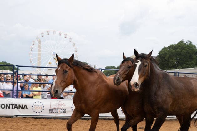 June 26, 2026, Washington, Dc, Washington, Dc, USA: The Great American State Fair s theme was Land and Prosperity on Friday, June 26. The daily rodeo took place at 4:00pm and included bull riding. Washington, Dc USA - ZUMAm230 20260626_znp_m230_040 Copyright: xNickxMasonx
