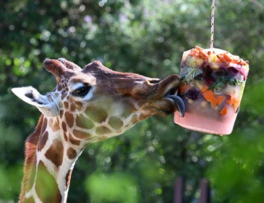 (260627) -- ROME, June 27, 2026 -- A giraffe licks frozen fruits at a zoological garden amid a heatwave in Rome, Italy, June 26, 2026. (Photo by Xinhua) ITALY-ROME-HEATWAVE AlbertoxLingria 