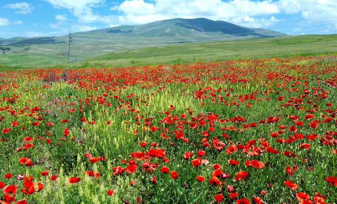 News Bilder des Tages Poppy flowers color meadows in eastern Turkiye KARS, TURKIYE - JUNE 27: Poppy flowers bloom across the green meadows of Sarikamis district in Kars, Turkiye, adding vibrant colors to the landscape following seasonal rainfall, on June 27, 2026. Huseyin Demirci Anadolu Kars Turkey. Editorial use only. Please get in touch for any other usage.  Copyright: x2026xAnadoluxHuseyinxDemircix