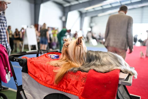 International Dog Show in Poland KRAKOW, POLAND - JUNE 27 : Competitors with their dogs participate in the international dog show in Krakow,, Poland on June 27, 2026. The dog show, brings together hundreds of dogs from all over the world during a 2 days event. Omar Marques Anadolu Krakow Poland. Editorial use only. Please get in touch for any other usage.  Copyright: x2026xAnadoluxOmarxMarquesx