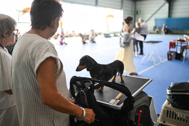 International Dog Show in Poland KRAKOW, POLAND - JUNE 27 : Competitors with their dogs participate in the international dog show in Krakow,, Poland on June 27, 2026. The dog show, brings together hundreds of dogs from all over the world during a 2 days event. Omar Marques Anadolu Krakow Poland. Editorial use only. Please get in touch for any other usage.  Copyright: x2026xAnadoluxOmarxMarquesx