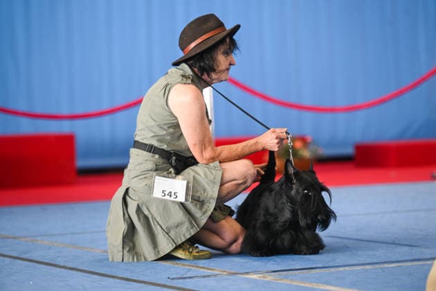 International Dog Show in Poland KRAKOW, POLAND - JUNE 27 : Competitors with their dogs participate in the international dog show in Krakow,, Poland on June 27, 2026. The dog show, brings together hundreds of dogs from all over the world during a 2 days event. Omar Marques Anadolu Krakow Poland. Editorial use only. Please get in touch for any other usage.  Copyright: x2026xAnadoluxOmarxMarquesx