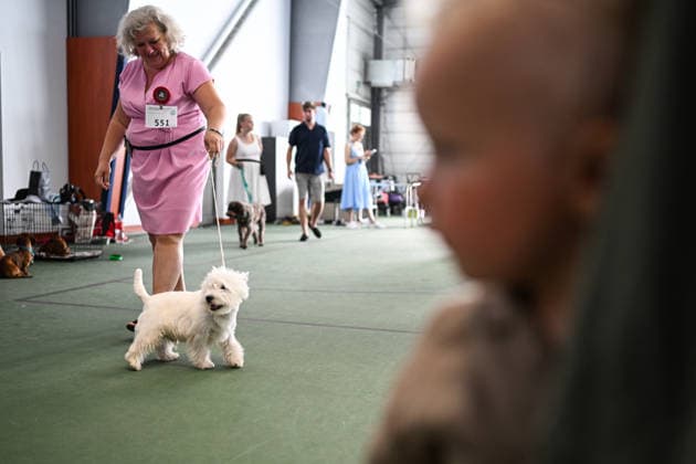 International Dog Show in Poland KRAKOW, POLAND - JUNE 27 : Competitors with their dogs participate in the international dog show in Krakow,, Poland on June 27, 2026. The dog show, brings together hundreds of dogs from all over the world during a 2 days event. Omar Marques Anadolu Krakow Poland. Editorial use only. Please get in touch for any other usage.  Copyright: x2026xAnadoluxOmarxMarquesx