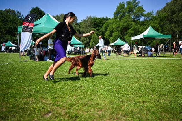 International Dog Show in Poland KRAKOW, POLAND - JUNE 27 : Competitors with their dogs participate in the international dog show in Krakow,, Poland on June 27, 2026. The dog show, brings together hundreds of dogs from all over the world during a 2 days event. Omar Marques Anadolu Krakow Poland. Editorial use only. Please get in touch for any other usage.  Copyright: x2026xAnadoluxOmarxMarquesx