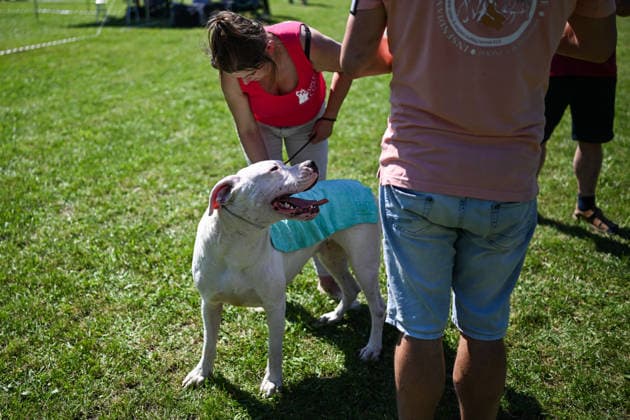 International Dog Show in Poland KRAKOW, POLAND - JUNE 27 : Competitors with their dogs participate in the international dog show in Krakow,, Poland on June 27, 2026. The dog show, brings together hundreds of dogs from all over the world during a 2 days event. Omar Marques Anadolu Krakow Poland. Editorial use only. Please get in touch for any other usage.  Copyright: x2026xAnadoluxOmarxMarquesx