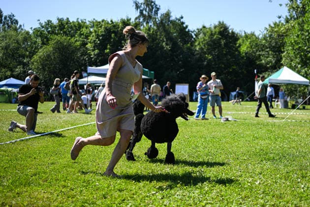 International Dog Show in Poland KRAKOW, POLAND - JUNE 27 : Competitors with their dogs participate in the international dog show in Krakow,, Poland on June 27, 2026. The dog show, brings together hundreds of dogs from all over the world during a 2 days event. Omar Marques Anadolu Krakow Poland. Editorial use only. Please get in touch for any other usage.  Copyright: x2026xAnadoluxOmarxMarquesx
