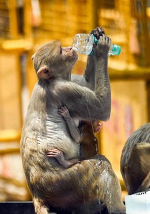 Entertainment Bilder des Tages RECORD DATE NOT STATED Hot summer day in New Delhi New Delhi, Jun 27 (ANI): A monkey drinks water from a bottle to beat the scorching heat, in New Delhi on Saturday. New Delhi Delhi India Copyright: xANIx ANI_20260627157
