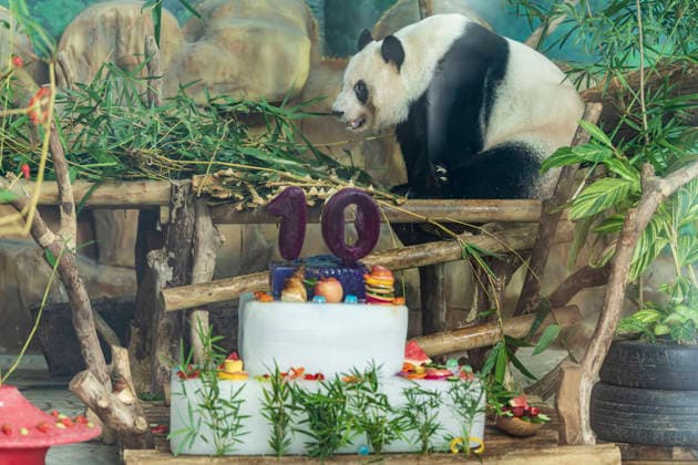 Nanning Zoo Giant Panda Birthday Giant panda Jilan at Nanning Zoo is celebrating its 10th birthday with a special panda birthday banquet on June 27, 2026 in Nanning, Guangxi Zhuang Autonomous Region, China. Nanning Guangxi China  Copyright: xCFOTOx i1782608462450