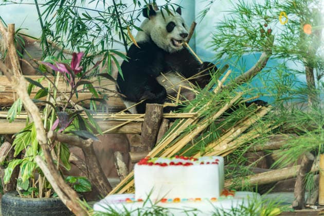 Nanning Zoo Giant Panda Birthday Giant panda Jilan at Nanning Zoo is celebrating its 10th birthday with a special panda birthday banquet on June 27, 2026 in Nanning, Guangxi Zhuang Autonomous Region, China. Nanning Guangxi China  Copyright: xCFOTOx i1782608462632