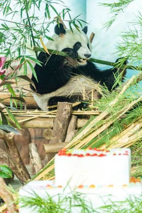 Nanning Zoo Giant Panda Birthday Giant panda Jilan at Nanning Zoo is celebrating its 10th birthday with a special panda birthday banquet on June 27, 2026 in Nanning, Guangxi Zhuang Autonomous Region, China. Nanning Guangxi China  Copyright: xCFOTOx i1782608462803