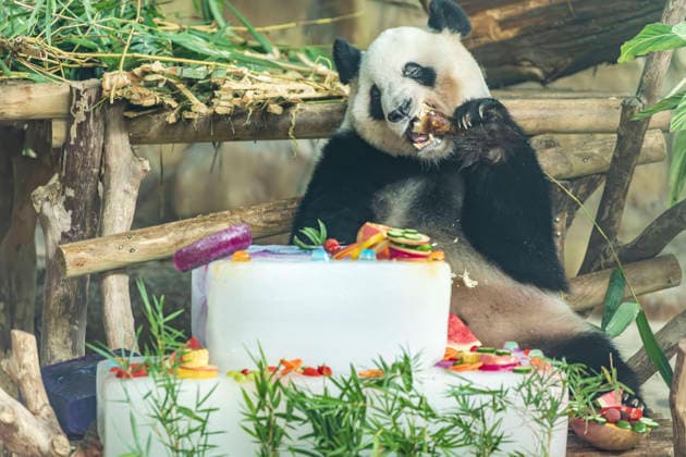 Nanning Zoo Giant Panda Birthday Giant panda Jilan at Nanning Zoo is celebrating its 10th birthday with a special panda birthday banquet on June 27, 2026 in Nanning, Guangxi Zhuang Autonomous Region, China. Nanning Guangxi China  Copyright: xCFOTOx i1782608463148