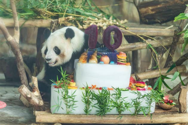 Nanning Zoo Giant Panda Birthday Giant panda Jilan at Nanning Zoo is celebrating its 10th birthday with a special panda birthday banquet on June 27, 2026 in Nanning, Guangxi Zhuang Autonomous Region, China. Nanning Guangxi China  Copyright: xCFOTOx i1782608463693