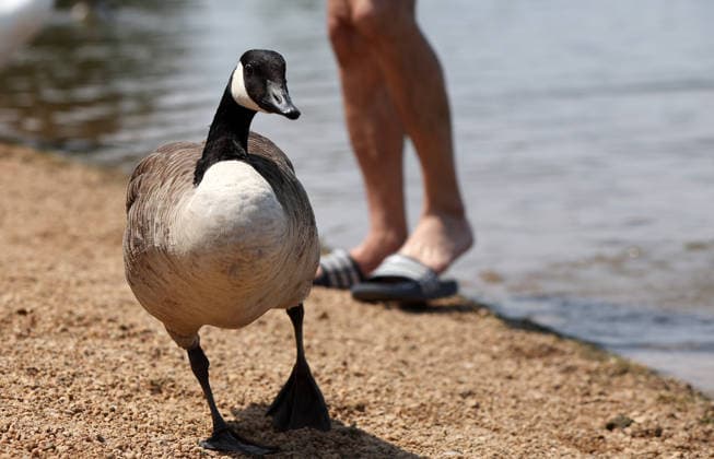 Ente und badende menschen , Eine außergewöhnliche Hitzewelle in Deutschland. Die Menschen kühlen sich in den Seen und Flüssen der Stadt ab in Nürnberg , Bayern , Deutschland . Juni 28 , 2026 . Photo by: Davide Elias IPA Photo Pressefoto DENL Copyright: xDavidexEliasx