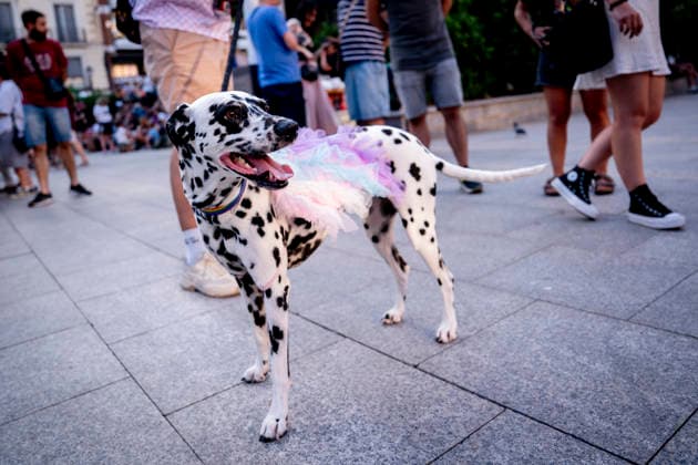 Celebration of the Plumas y Patitas 2026 event at Plaza Pedro Zerolo in Madrid Celebration of the Plumas y Patitas 2026 event at Plaza Pedro Zerolo on June 28, 2026, in Madrid, Spain. This event, part of the official activities of Madrid’s LGBTIQ Pride, brings together hundreds of attendees and their pets to raise awareness about animal abandonment, promote responsible adoption, and highlight family diversity and respect for animal rights. JUNE 28, 2026 A Pé Madrid Madrid, Spain  Copyright: xA.xPÃ rezxMecax 7629036