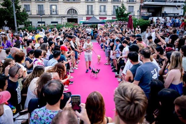 Celebration of the Plumas y Patitas 2026 event at Plaza Pedro Zerolo in Madrid Celebration of the Plumas y Patitas 2026 event at Plaza Pedro Zerolo on June 28, 2026, in Madrid, Spain. This event, part of the official activities of Madrid’s LGBTIQ Pride, brings together hundreds of attendees and their pets to raise awareness about animal abandonment, promote responsible adoption, and highlight family diversity and respect for animal rights. JUNE 28, 2026 A Pé Madrid Madrid, Spain  Copyright: xA.xPÃ rezxMecax 7629033