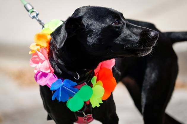 June 28, 2026, St. Petersburg, Florida, USA: Mellow, a rescue dog, wears a Pride lei during the St. Pete Pride Grand Central Street Fair at the Grand Central District on Sunday, June 28, 2026, in St. Petersburg. St. Petersburg USA - ZUMAs70_ 20260628_zan_s70_024 Copyright: xJeffereexWoox