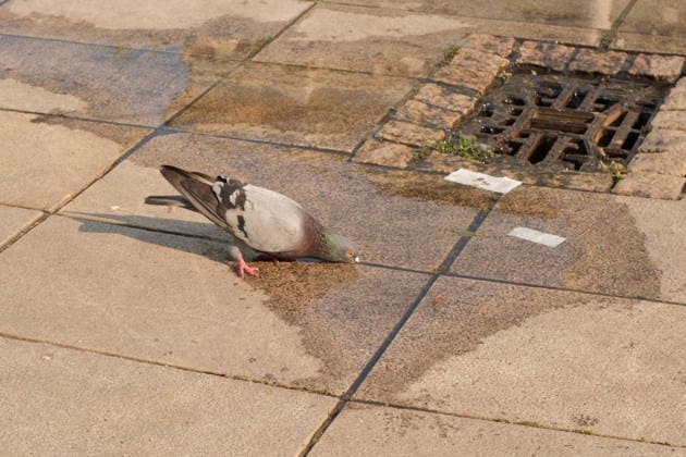 June 28, 2026, Warsaw, Masovian Voivodeship, Poland: A pigeon drinks water spilled onto the cement from a nearby water tanker during record breaking high temperatures in Warsaw, Poland. The capital city recorded a high of 37.5Ã‚Â°C in the afternoon while Poland broke its all-time temperature record with 40.5C recorded in Slubice. Warsaw Poland - ZUMAk204 20260628_zip_k204_008 Copyright: xRomanxKozielx