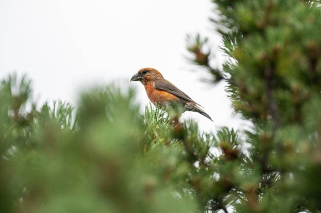 Ein Kiefernkreuzschnabel ist im Nationalpark Schwarzwald auf einer Kiefer zu sehen. Schliffkopf Baden-Württemberg Deutschland *** A crossbill can be seen perched on a pine tree in the Black Forest National Park in Schliffkopf, Baden-Württemberg, Germany