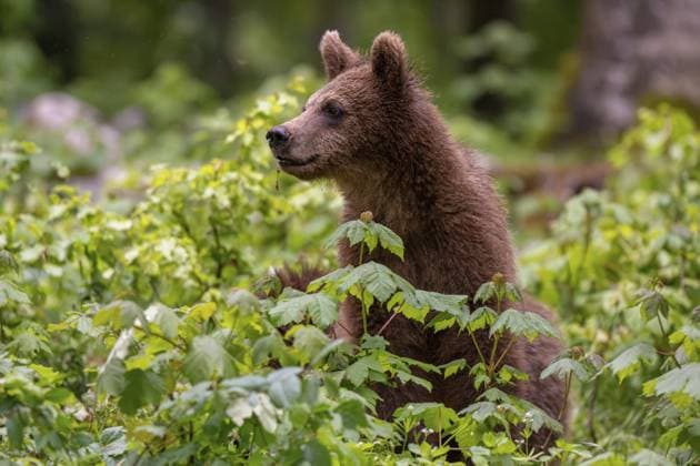 Europäischer Braunbär (Ursus arctos arctos) im Wald, Notranjska Region, Slowenien European brown bear (Ursus arctos arctos) in the forest, Notranjska region, Slovenia Copyright: imageBROKER RobertxHaasmann ibxroh18169777.jpg