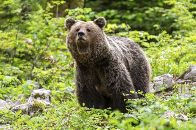 Europäischer Braunbär (Ursus arctos arctos), im Wald, Dolenjska Region, Slowenien European brown bear (Ursus arctos arctos), in the forest, Dolenjska region, Slovenia Copyright: imageBROKER RobertxHaasmann ibxroh18169790.jpg