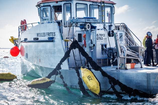 The Bel Mer mussels of the commercial sea farm from Colruyt Group in Nieuwpoort are presented to the press on Wednesday 01 July 2026. Colruyt Group is developing the first commercial sea farm off the Belgian coast: Sea Farm Westdiep. The company has started farming Belgian mussels in 2022.  KURTxDESPLENTER 180079811