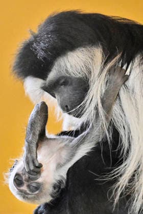 A baby Ruwenzori colobus (Colobus angolensis ruwenzorii) in the Plzen Zoo, Czech Republic, on July 1, 2026. (CTKxPhoto MiroslavxChaloupka) CTKPhotoP2026070105142  CTKPhotoP2026070105142