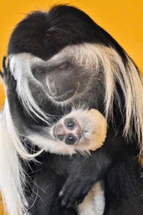 A baby Ruwenzori colobus (Colobus angolensis ruwenzorii) in the Plzen Zoo, Czech Republic, on July 1, 2026. (CTKxPhoto MiroslavxChaloupka) CTKPhotoP2026070105149  CTKPhotoP2026070105149