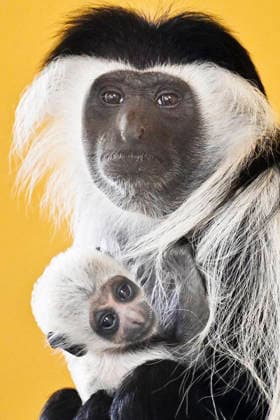 A baby Ruwenzori colobus (Colobus angolensis ruwenzorii) in the Plzen Zoo, Czech Republic, on July 1, 2026. (CTKxPhoto MiroslavxChaloupka) CTKPhotoP2026070105158  CTKPhotoP2026070105158