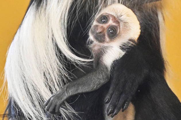 A baby Ruwenzori colobus (Colobus angolensis ruwenzorii) in the Plzen Zoo, Czech Republic, on July 1, 2026. (CTKxPhoto MiroslavxChaloupka) CTKPhotoP2026070105186  CTKPhotoP2026070105186