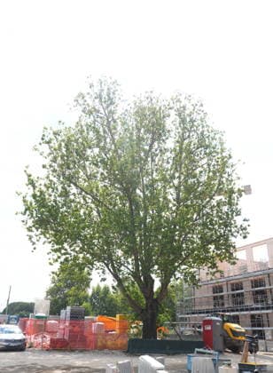 IPA86275182 - Milan, July 1, 2026: Press conference and site visit to assess the progress of construction on the BEIC Library (European Library of Information and Culture); pictured is the plane tree that was transplanted.  Copyright: xDuilioxPiaggesix xDuilioxPiaggesix 86275182