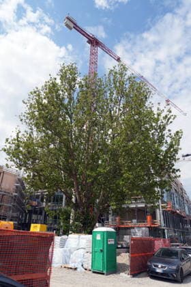 IPA86275196 - Milan, July 1, 2026: Press conference and site visit to assess the progress of construction on the BEIC Library (European Library of Information and Culture); pictured is the plane tree that was transplanted.  Copyright: xDuilioxPiaggesix xDuilioxPiaggesix 86275196