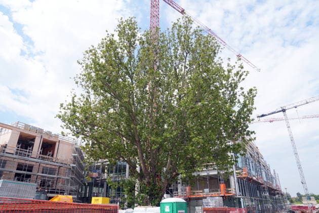 IPA86275169 - Milan, July 1, 2026: Press conference and site visit to assess the progress of construction on the BEIC Library (European Library of Information and Culture); pictured is the plane tree that was transplanted.  Copyright: xDuilioxPiaggesix xDuilioxPiaggesix 86275169