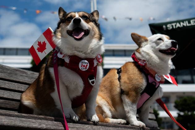 July 1, 2026, Vancouver, Bc, CANADA: Two Cogis dressed in Canada flags look on during Canada Day Celebrations in Vancouver, on Wednesday, July 1, 2026. Vancouver CANADA  - ZUMAc35_ 20260701_zaf_c35_079 Copyright: xEthanxCairnsx