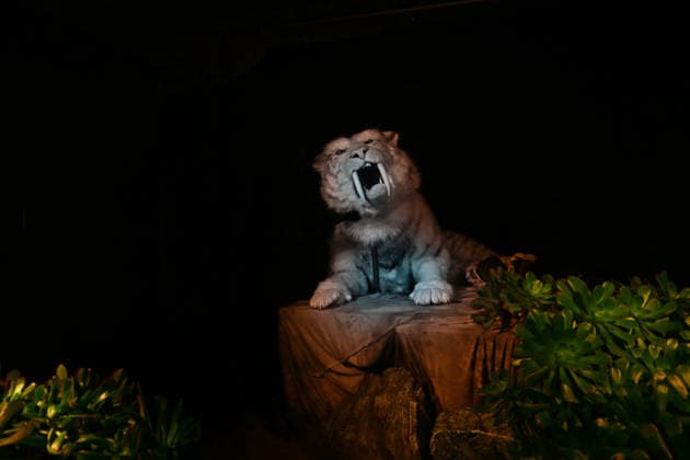 ILLUMINATE ADELAIDE, Sabre Tooth Tiger Installation at the Adelaide Zoo during Illuminate Adelaide, Adelaide, Thursday, July 2, 2026. ( NO ARCHIVING ADELAIDE SOUTH AUSTRALIA AUSTRALIA  Copyright: xMICHAELxERREYx 20260702137311010157
